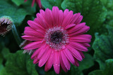 Daisy MacroAugust 8, 2012