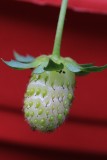 Strawberry MacroAugust 18, 2012