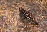 Crested Francolin (Dendroperdix sephaena)