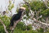 Silvery-cheeked Hornbill (Bycanistes brevis)
