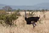 Common Ostrich (Struthio camelus)