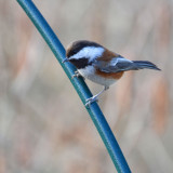 backyard_birds
