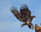 Eagles of Alaska