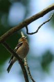 Pinson des arbres - Common Chaffinch - Fringilla coelebs
