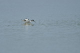 Avocette élégante - Pied Avocet - Recurvirostra avosetta