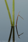 Variable bluet (Coenagrion pulchellum)