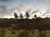 photo9_rockspalms_8.jpg