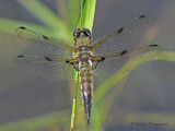 Libellula quadrimaculata - Four-spotted Skimmer 13a.jpg