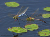 Common Green Darners flying in tandem 1b.jpg