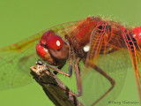 Sympetrum illotum - Cardinal Meadowhawk 22a.jpg