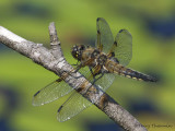 Libellula quadrimaculata - Four-spotted Skimmer 21a.jpg