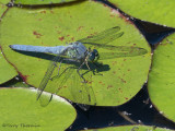 Erythemis collocatta Western Pondhawk 1a.jpg