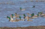 Mallard