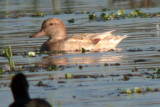 Dilute Plumaged Gadwall