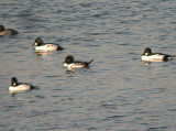 Common Goldeneye x Hooded Merganser