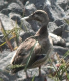 Mallard x Northern Shoveler
