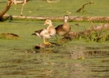 Wood Duck