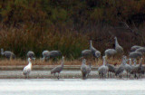 Leucistic Sandhill Crane