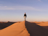 King of the Desert
