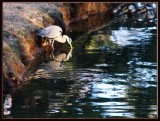 18 JAN 08 HERON