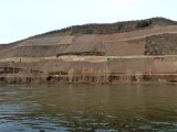 Vineyards in Winter above the Rhine