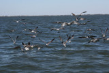 After 3 hours and no jaegers, we were about to head in. Light SE winds picked up, and we decided on a last attempt.