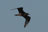 Jaeger #8, Cameron, 11/11/11. The pointed tail and body shape look good for Parasitic.