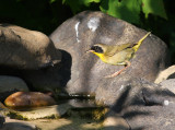 Common Yellowthroat 9689