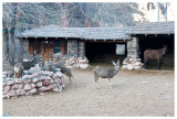 Mule deer hijacking the mule's food