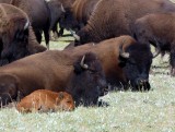 603 GCNR Rt 67 Buffalo 4.jpg