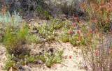 249 Calf Creek Falls hike 8.jpg