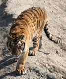 FELID - TIGER - SIBERIAN TIGER - HARBIN SIBERIAN TIGER PARK - CHINA (211).JPG