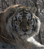 FELID - TIGER - SIBERIAN TIGER - HARBIN SIBERIAN TIGER PARK - CHINA 53.JPG