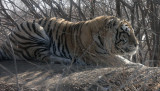 FELID - TIGER - SIBERIAN TIGER - HARBIN SIBERIAN TIGER PARK - CHINA (36).JPG