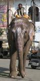 Elephant for hire