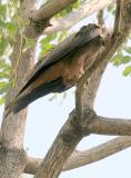 Kite, Udaipur