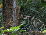 Panama Birds