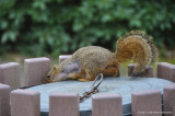 Dumpster diving squirrel