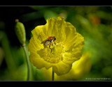 bee-utiful Icelandic Poppies