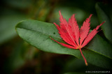 Red Autumn