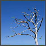 bare tree