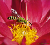 green bee
