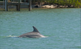 dolphin