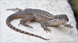 gecko in Florida