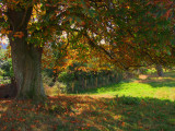 Autumnal splendour.