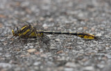 Sulphur-tipped Clubtail.jpg