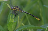 sulphur-tipped Clubtail.jpg