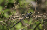 Gray Petaltail1.jpg