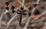 Common White-tail female.jpg