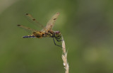 Calico Pennant female.jpg